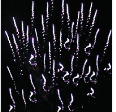 Фейерверк Шик и блеск на 66 залпов 0.8-1.25 дюйм(а) Фейерверк Шик и блеск на 66 залпов 0.8-1.25 дюйм(а)